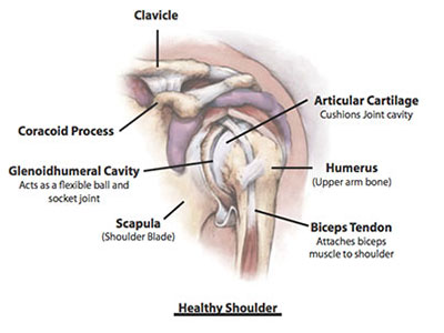 shoulder anatomy- healthy shoulder, Bone and Joint Specialists