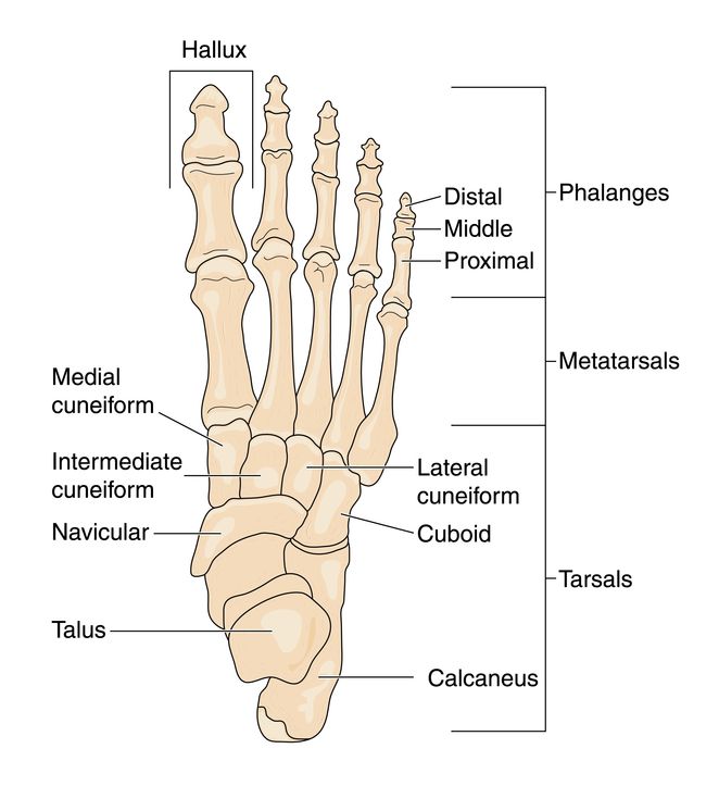 Foot Pain- Foot Anatomy 