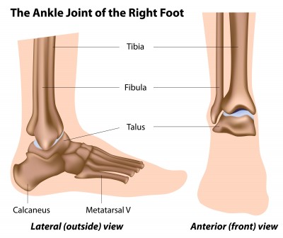 Ankle Pain- Ankle Anatomy 