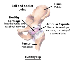 Hip anatomy- healthy hip diagram