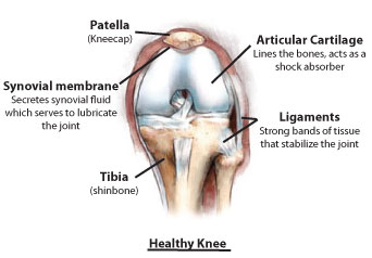 Knee Anatomy- What causes Knee Pain