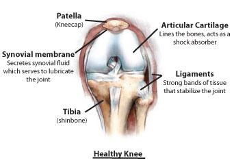 Knee Anatomy